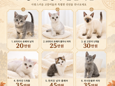 펫모아 추석 특가 고양이 분양 할인 이벤트