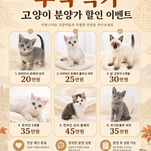 펫모아 추석 특가 고양이 분양 할인 이벤트